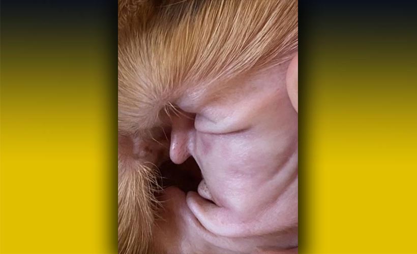 Trump’ın suretine benzetilen köpeğin kulağı, görenleri şaşırttı