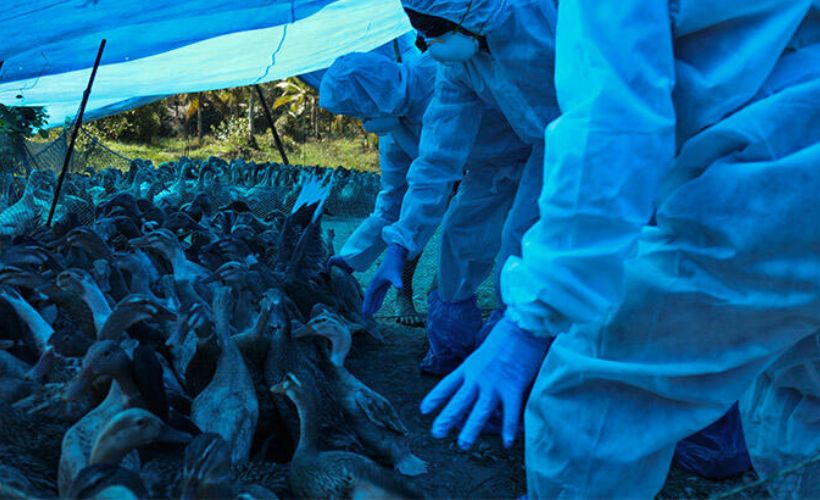 Binlerce kuş esrarengiz biçimde öldü: Kuş gribi alarmı!