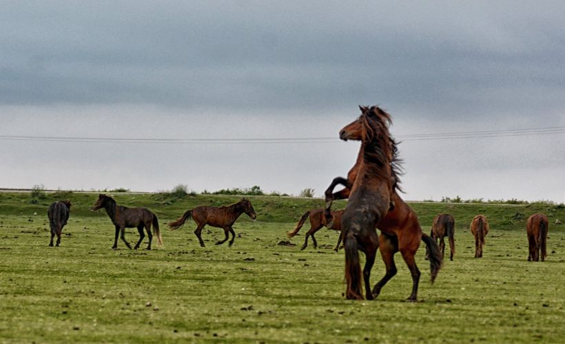 Kızılırmak Deltası, yılkı atları ve fotoğraf tutkusu