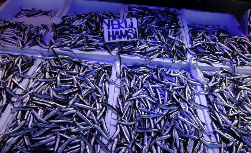 İstanbul Boğazı ve Karadeniz'de hamsi avına 10 gün yasak