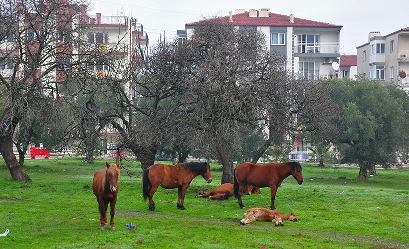Aç kalan yılkı atları, şehir merkezine indi