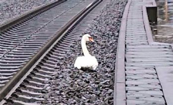 Eşinin yasını tutan kuğu tren seferlerini durdurdu