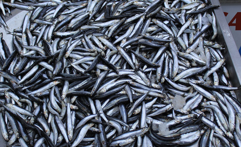 İstanbullular 2020'de en çok hamsi ve palamut tüketti