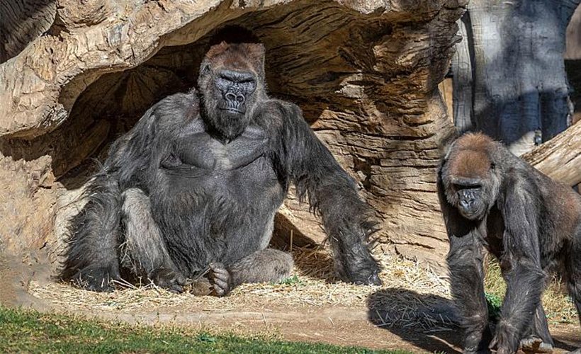 Gorillerde ilk defa koronavirüse rastlandı