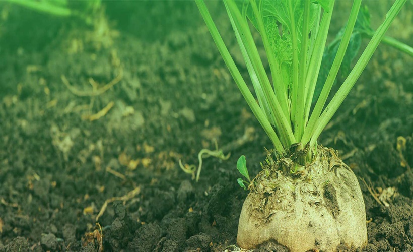 Türkşeker'den aralıksız hizmet