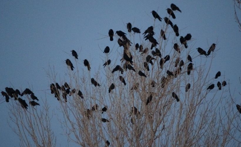 Van'da bir mahalleyi kargalar istila etti