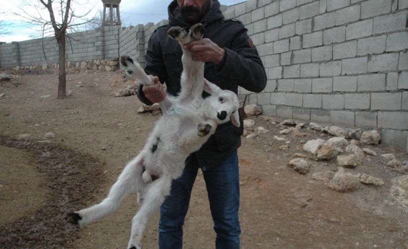 6 ayaklı doğan kuzu görenleri şaşırttı