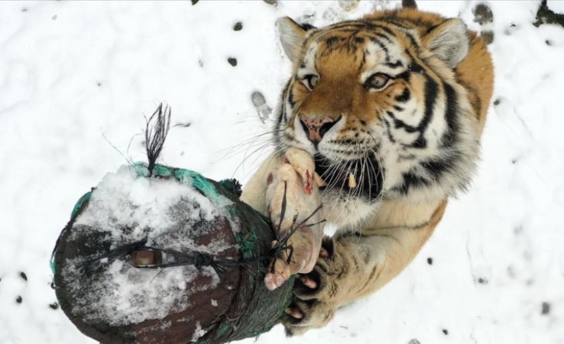 Hayvanat bahçesindeki beslenme saati belgeselleri aratmıyor