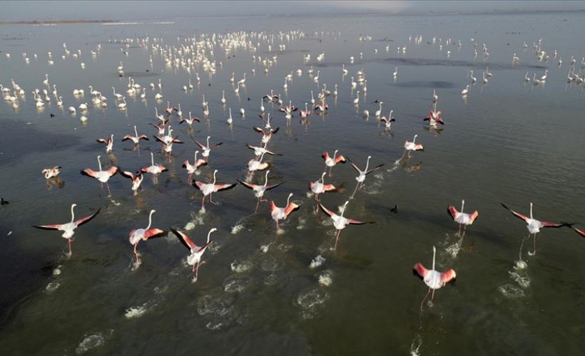 Türkülere konu olan allı turnalar Çukurova Deltası'nı 'renklendirdi'