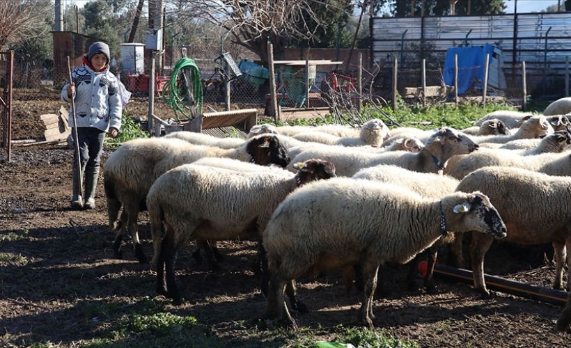 Yöresel konuşması sosyal medyada ilgi gören Havranlı Şevki, ailesine yardım etmekten memnun