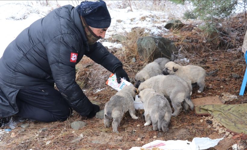 Tesadüfen karşılaştığı 14 köpek yavrusunu beslemek için her gün 5 kilometre yürüyor