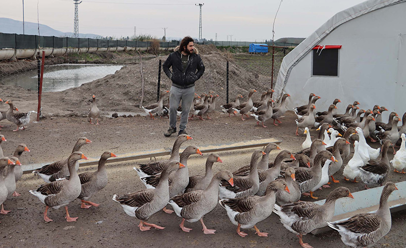 Üniversite öğrencisi salgını fırsata çevirdi, kaz çiftliği kurdu