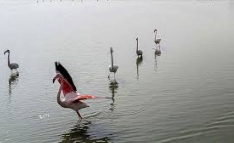 Göçmen kuşların uğrak durağı Çukurova Deltası, misafirleriyle 'cıvıl cıvıl' oldu