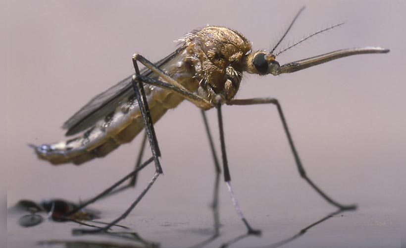 Tehlikeli yeni bir sinek türü Afrika'da paniğe yol açtı