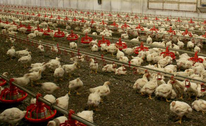 Japonya’da milyonlarca hayvanın itlaf edilmesi kusurlu bulundu