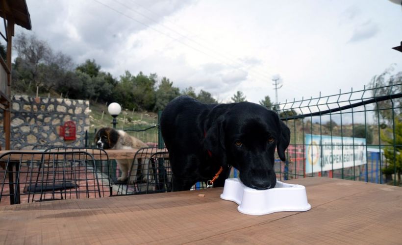 Bu kafenin müşterileri köpekler