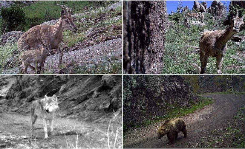 Kurttan ayıya, vaşaktan ceylana yaban hayatı fotokapana takıldı
