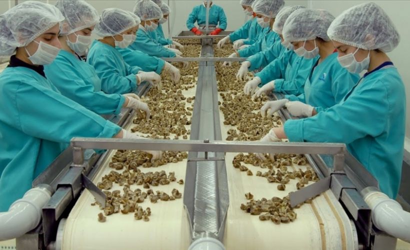 Samsun'dan yapılan hayvansal ürün ihracatı artarak devam ediyor