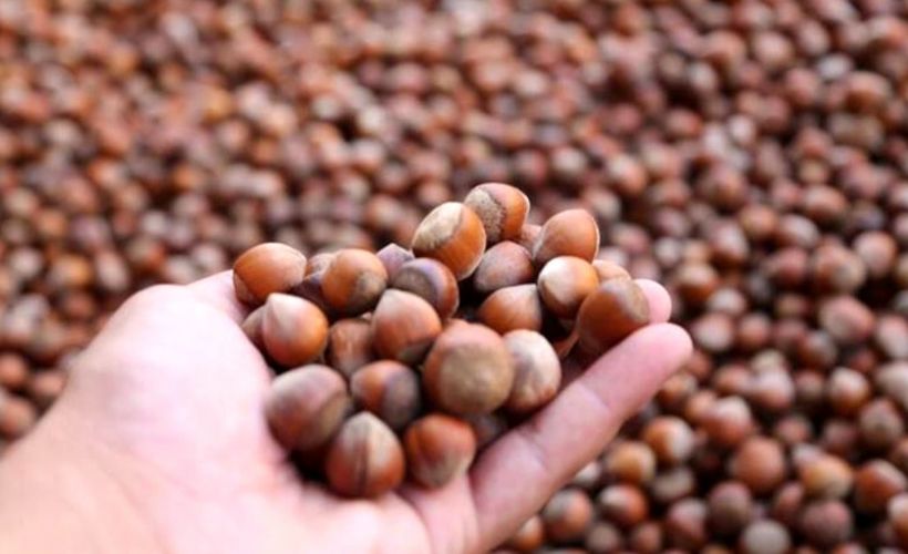 Türkiye fındık ihracatından 5 ayda 924 milyon dolar kazandı