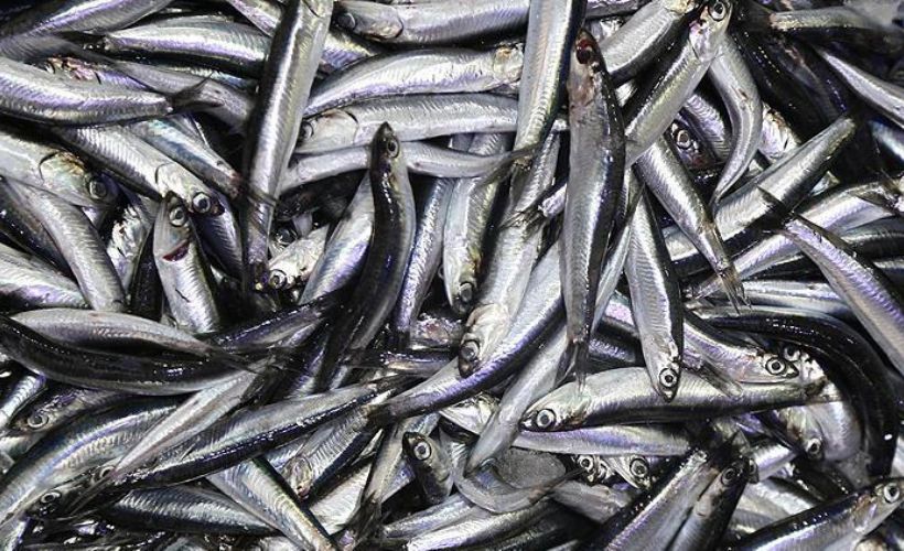 Hamsi yasağı kalktı mı? Hamsi fiyatları ne kadar oldu?