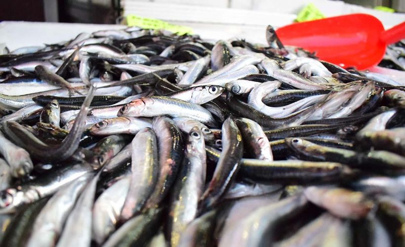 Hamsi avı yasağında yeni gelişme!