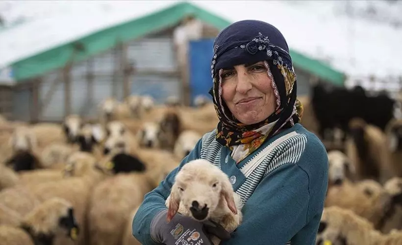 'Kuzular dünyaya gelmeye başlayınca tüm zorluklar unutuluyor'
