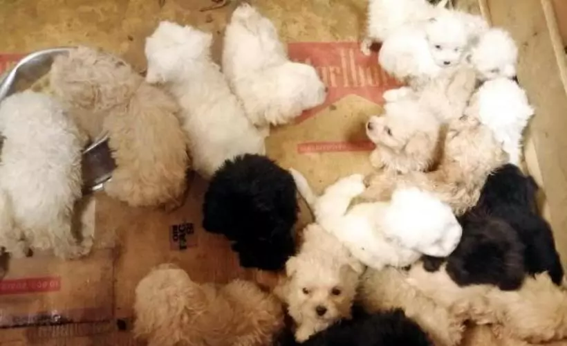 Romanya'dan gelen yolcu otobüsünde 23 yavru köpek ele geçirildi