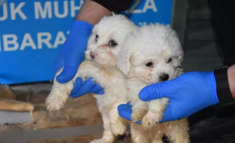 Romanya'dan gelen yolcu otobüsünde 23 yavru cins köpek ele geçirildi