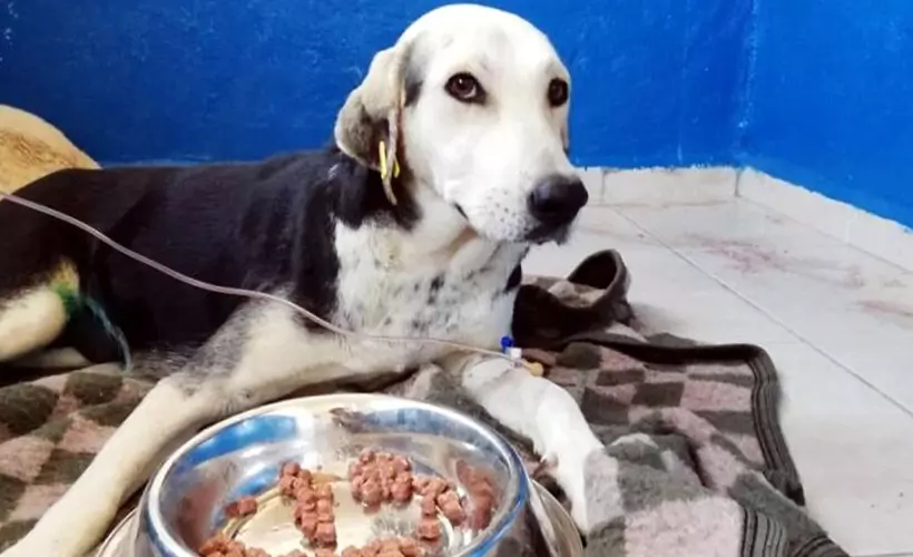 Otomobilin çarpıp kaçtığı hamile sokak köpeğinin 9 yavrusu öldü