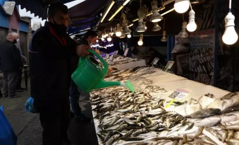 Karadeniz'de istavrit bolluğu