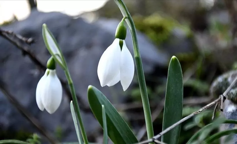 Spil Dağı'nda kardelenler boy gösterdi