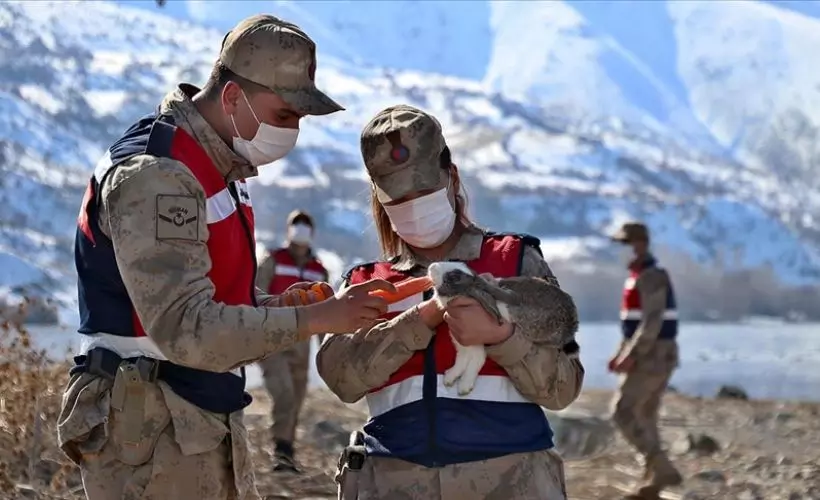 Hazar Gölü’nün ‘uzun kulaklı sakinleri’ jandarmanın şefkatli elleriyle besleniyor