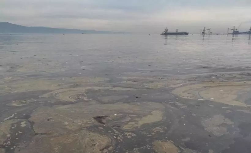 'Alg patlaması' denizin rengini değiştirdi