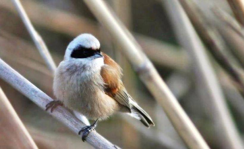 Hersek Lagünü'nde yeni bir kuş türü daha görüldü