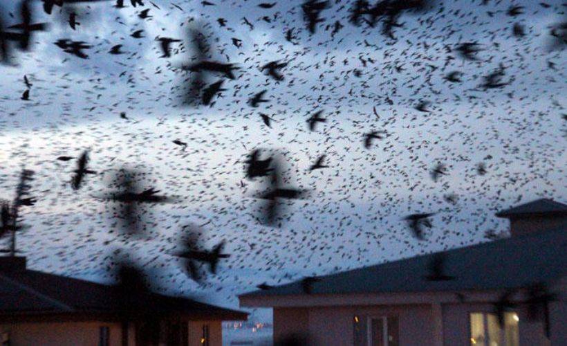 Ardahan'da korku dolu görüntüler! İstila ettiler...