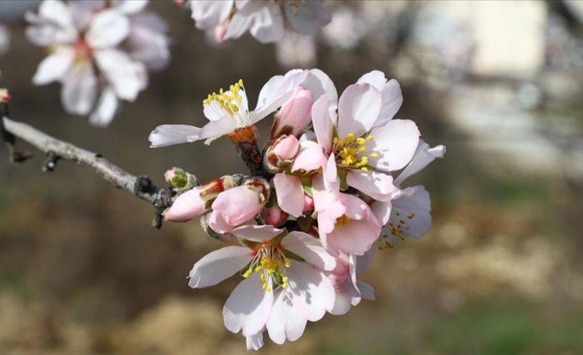 Edirne'de 'yalancı bahar'