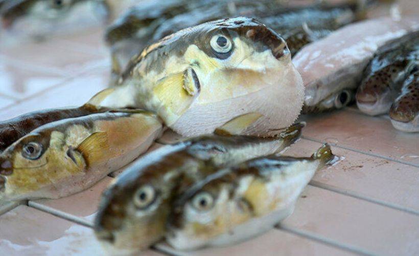 Bir balon balığı 30 yetişkini öldürebilir