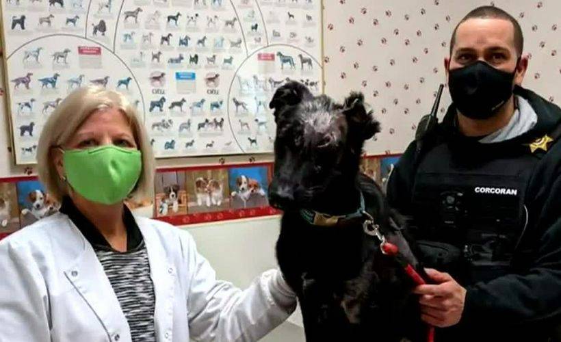 ABD'li işadamının köpeğine 5 milyon dolar miras bıraktığı ortaya çıktı