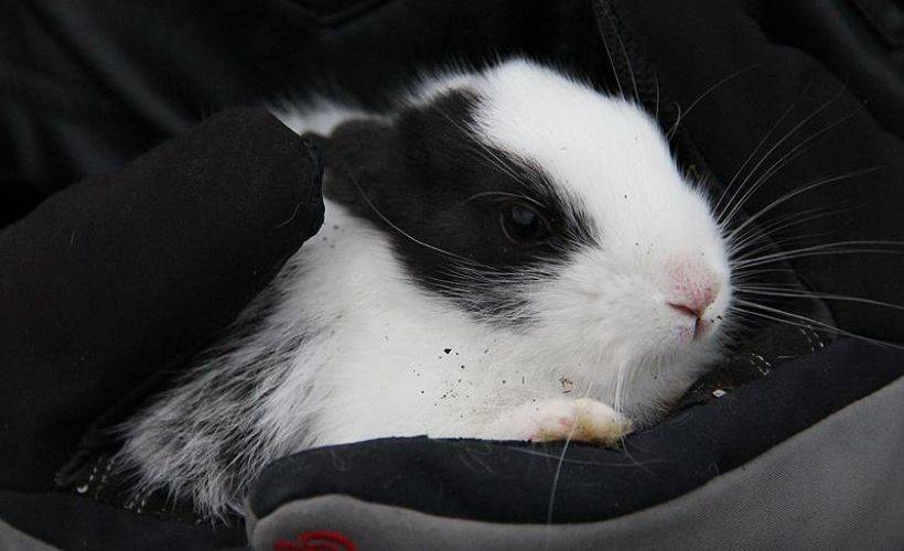 Hazar Gölü'nün 'uzun kulaklı' sakinleri