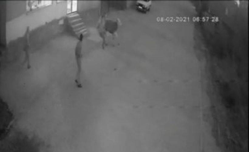 Çalıntı otomobille 15 bin TL'lik buzağı hırsızlığı kamerada