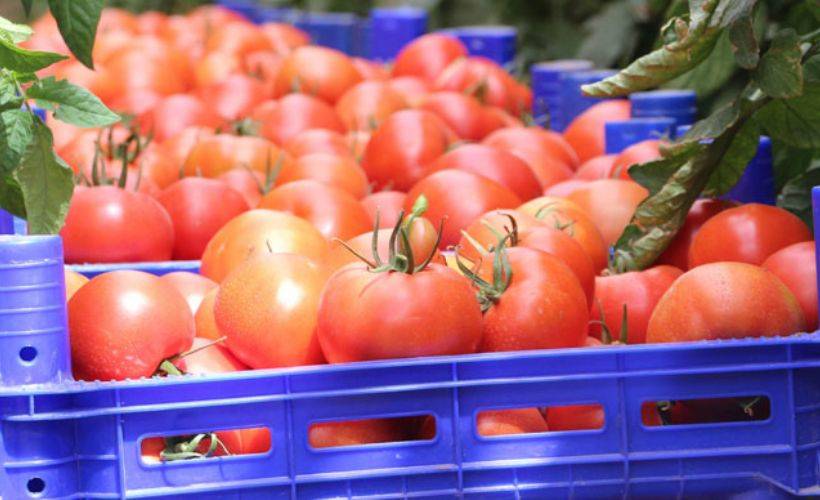 Rusya'ya domates sevkiyatı 10 gün içinde başlayacak