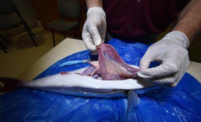 Balon balığının midesinden 4 santimetre çelik olta ucu ile kılçık çıktı