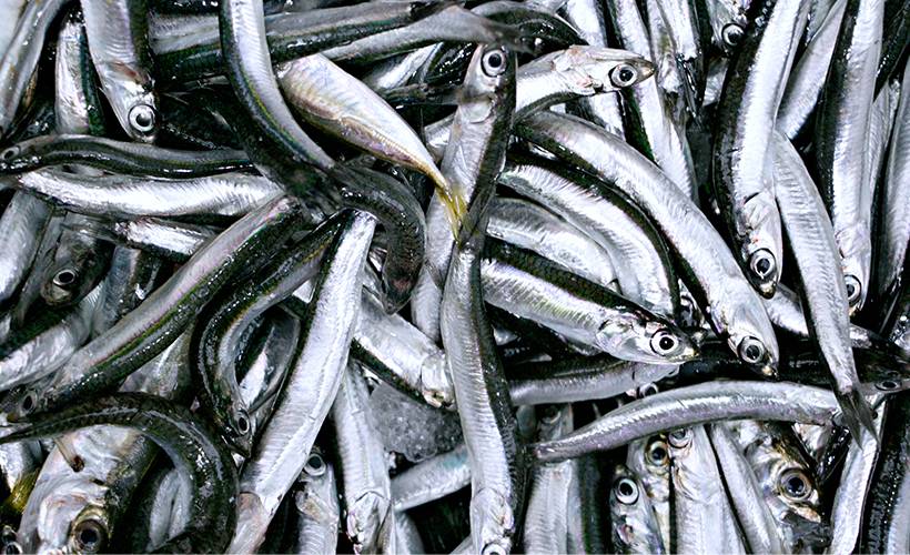 Hamsi ihracatı 2021'in ilk ayında 920 bin dolar kazandırdı