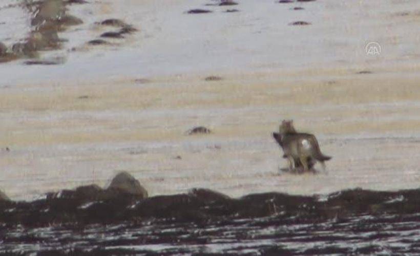 Sakarya'da aç kalan kurtlar yiyecek aradı