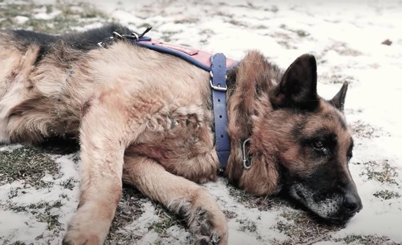 Jandarmadan en yaşlı görev köpeği 'Takla' için özel video