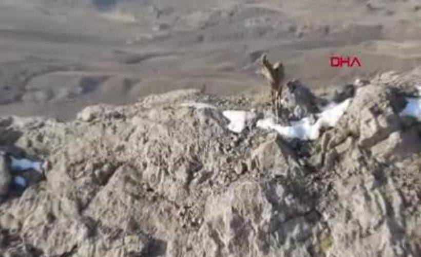 Tecer Dağı'nda sayıları bine çıkan dağ keçileri dronla görüntülendi