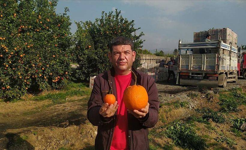 Tek portakal 1 kilo 260 gram