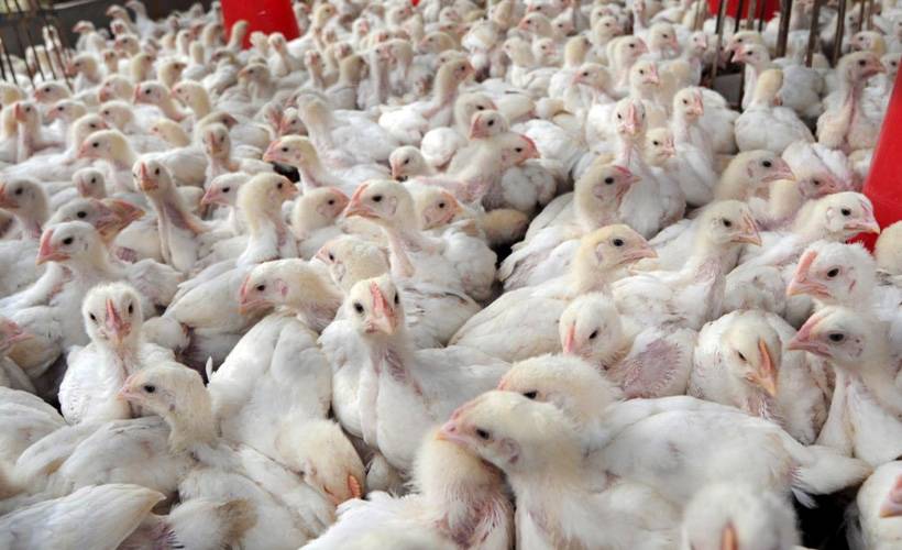 İran'da bir milyon tavuk itlaf edildi