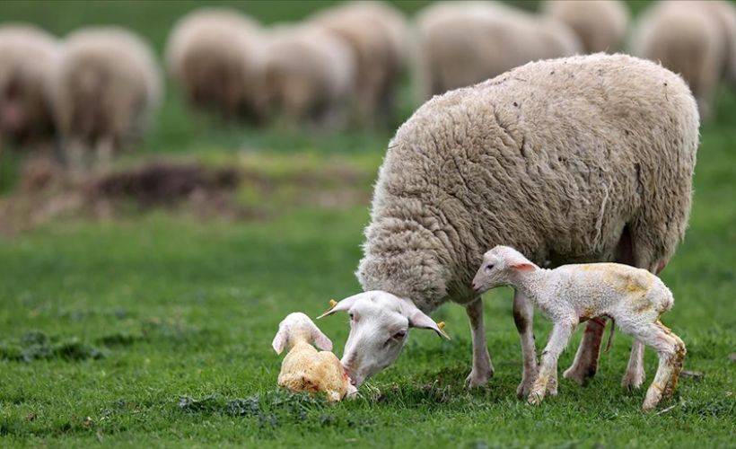 Yedi asırlık tarım işletmesinde 2021'in ilk kuzuları dünyaya gözlerini açtı