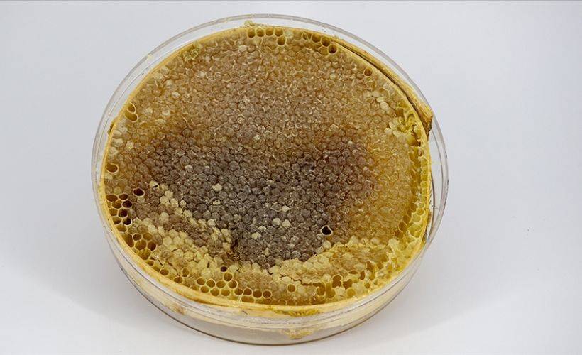 Ocak ayında 18 ülkeye 1,8 milyon dolarlık 465 ton bal satıldı